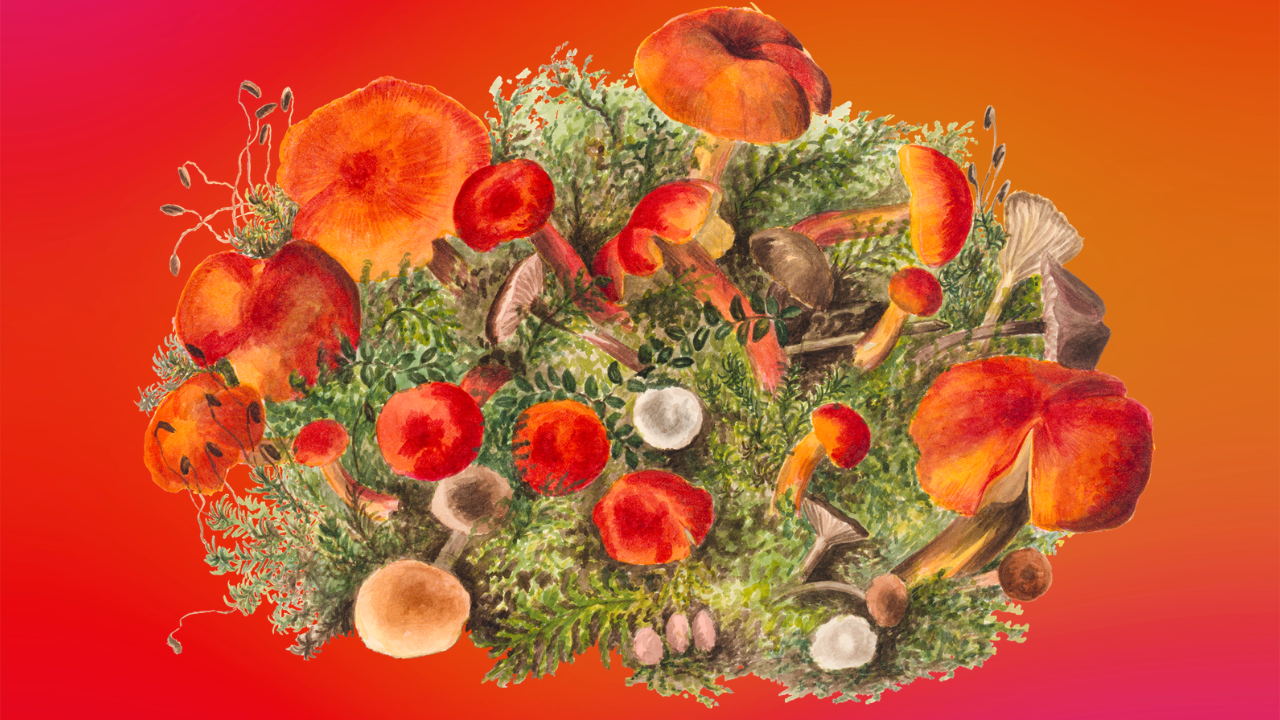 Harness the Power of Adaptogenic Mushrooms for Natural Stress Relief and Wellness