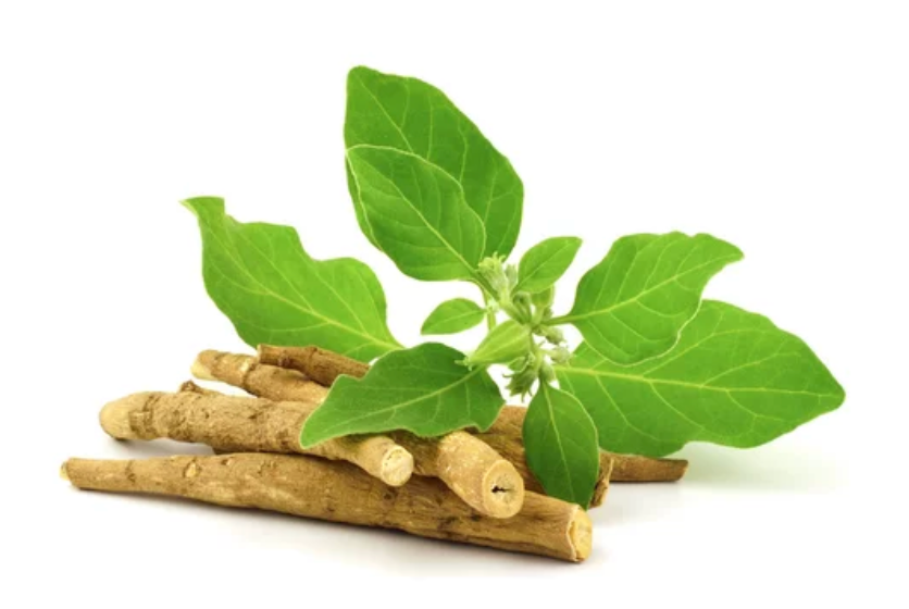 What is Ashwagandha? Nature’s Elixir for Modern Wellness