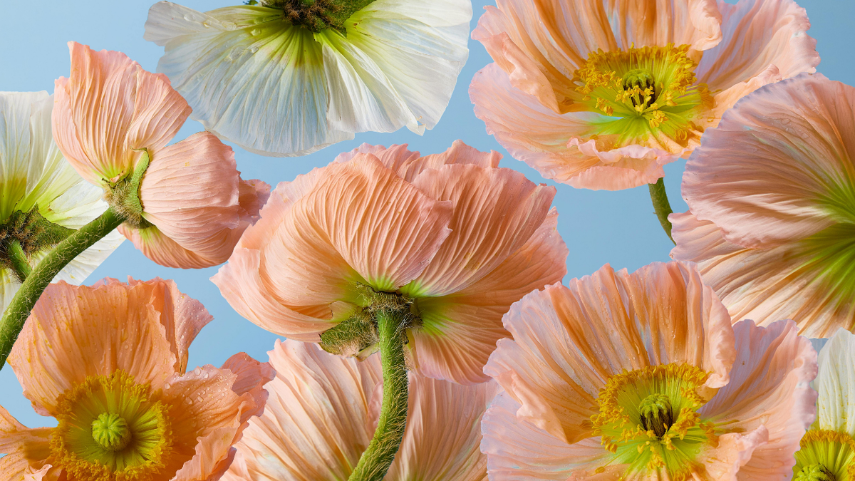 14-Day Spring Activation Plan: Strength, Focus, and Real Energy for Women Over 40