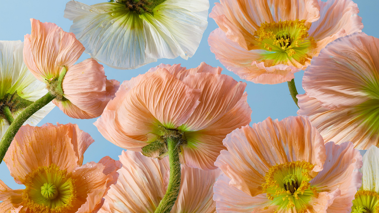 14-Day Spring Activation Plan: Strength, Focus, and Real Energy for Women Over 40